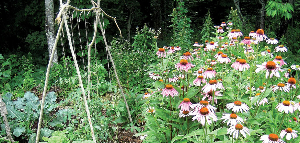 Maine gardening tips