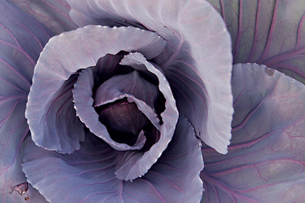 Purple cabbage plant