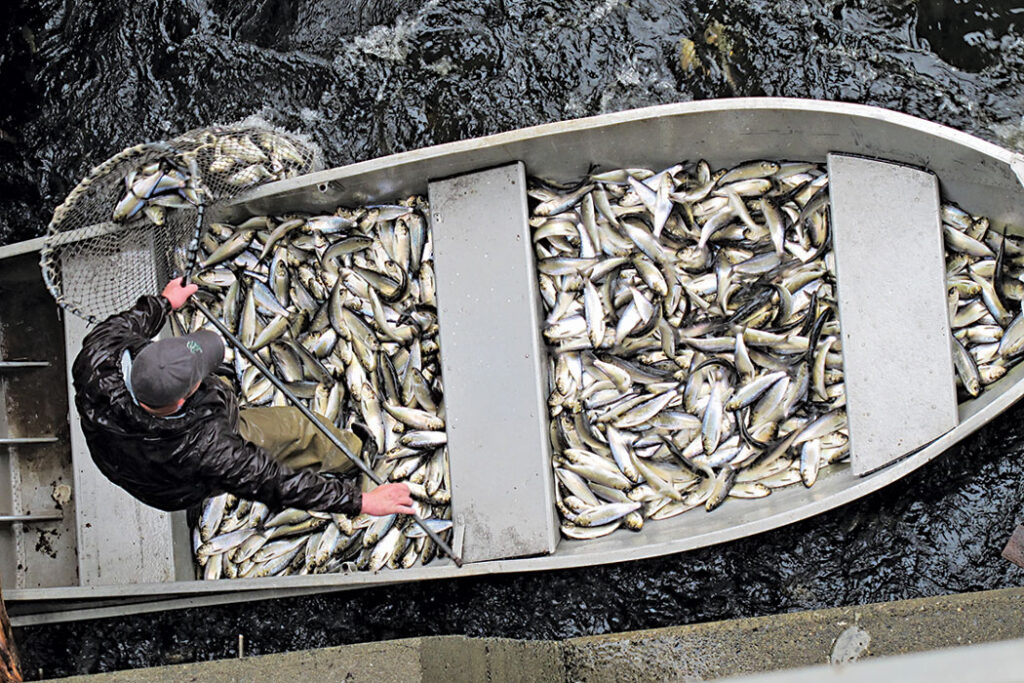 Boat full of fish