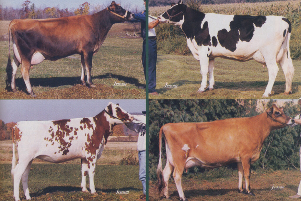 cows