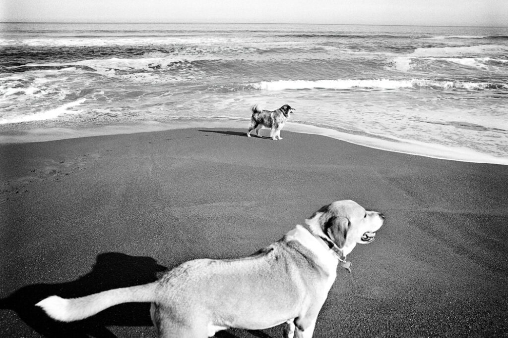 Dog Days