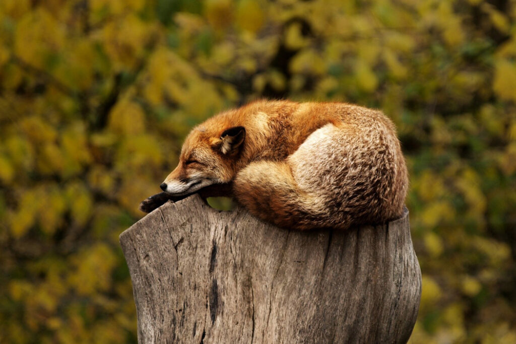 fox alseep on tree stump