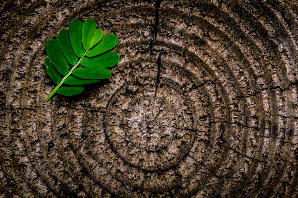 growth rings
