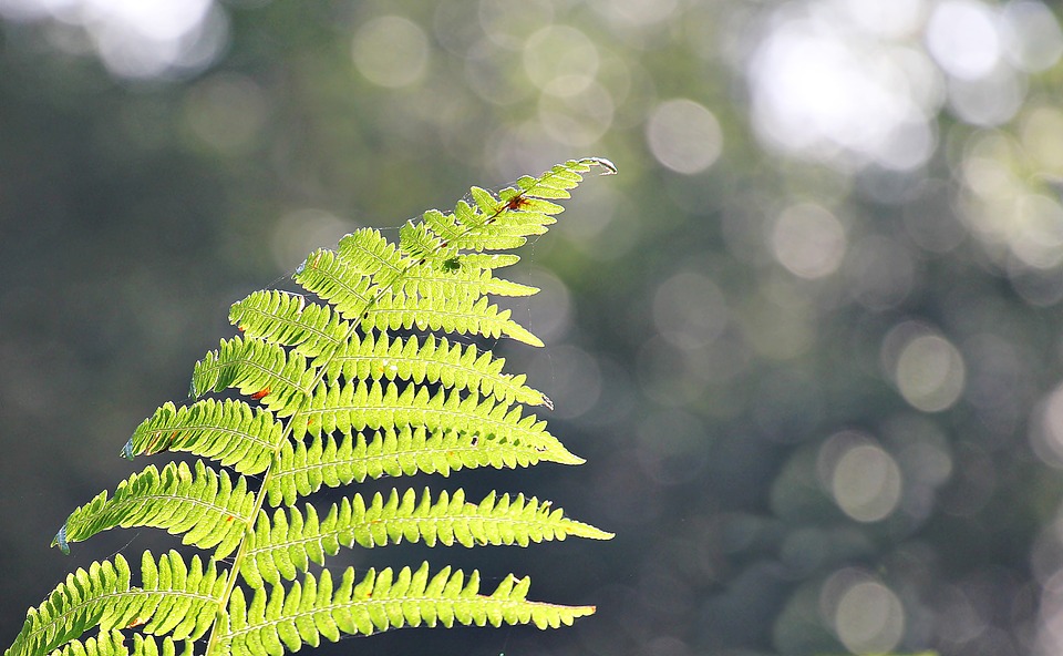 fern