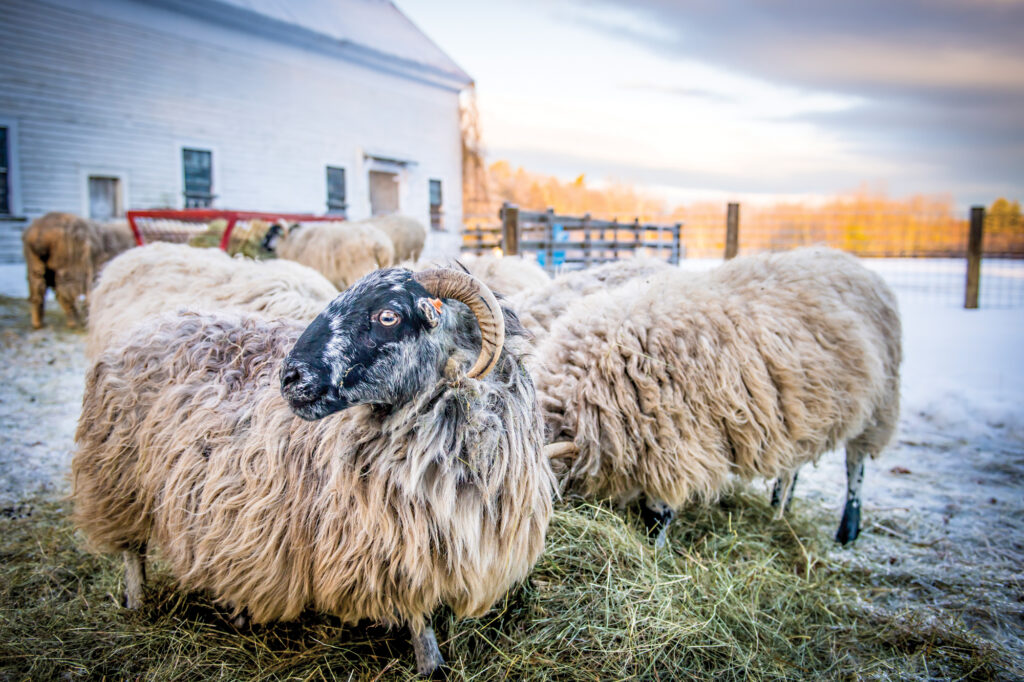 Nina Fuller Sheep