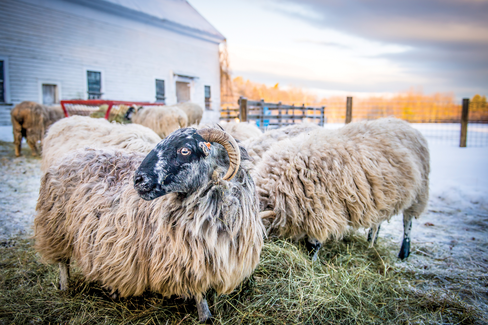 Nina Fuller Sheep