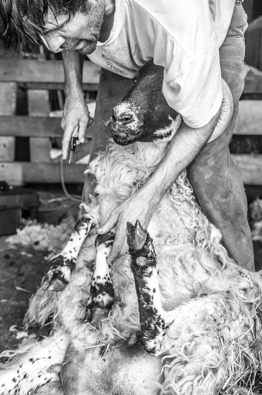Nina Fuller Sheep