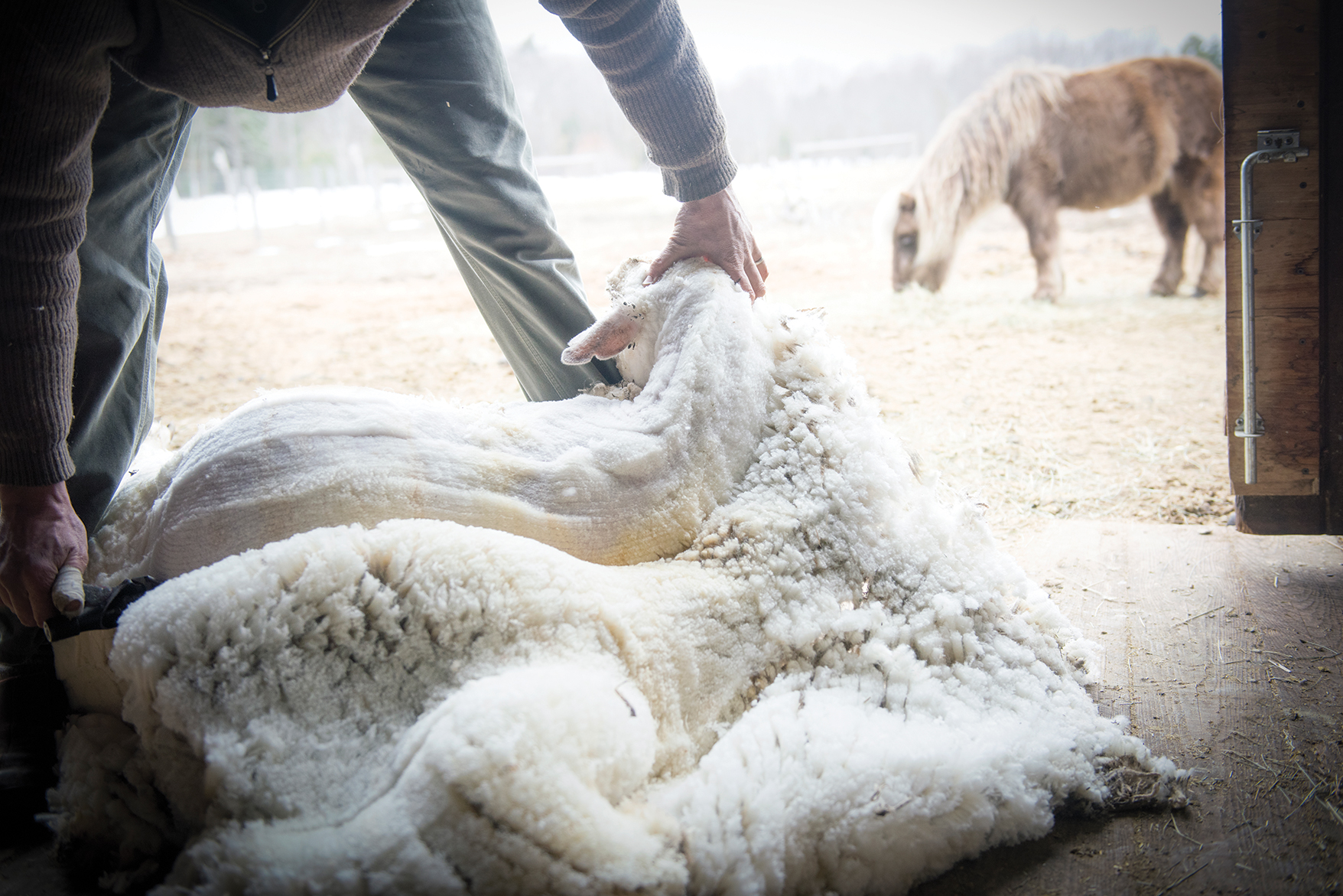 Nina Fuller Sheep