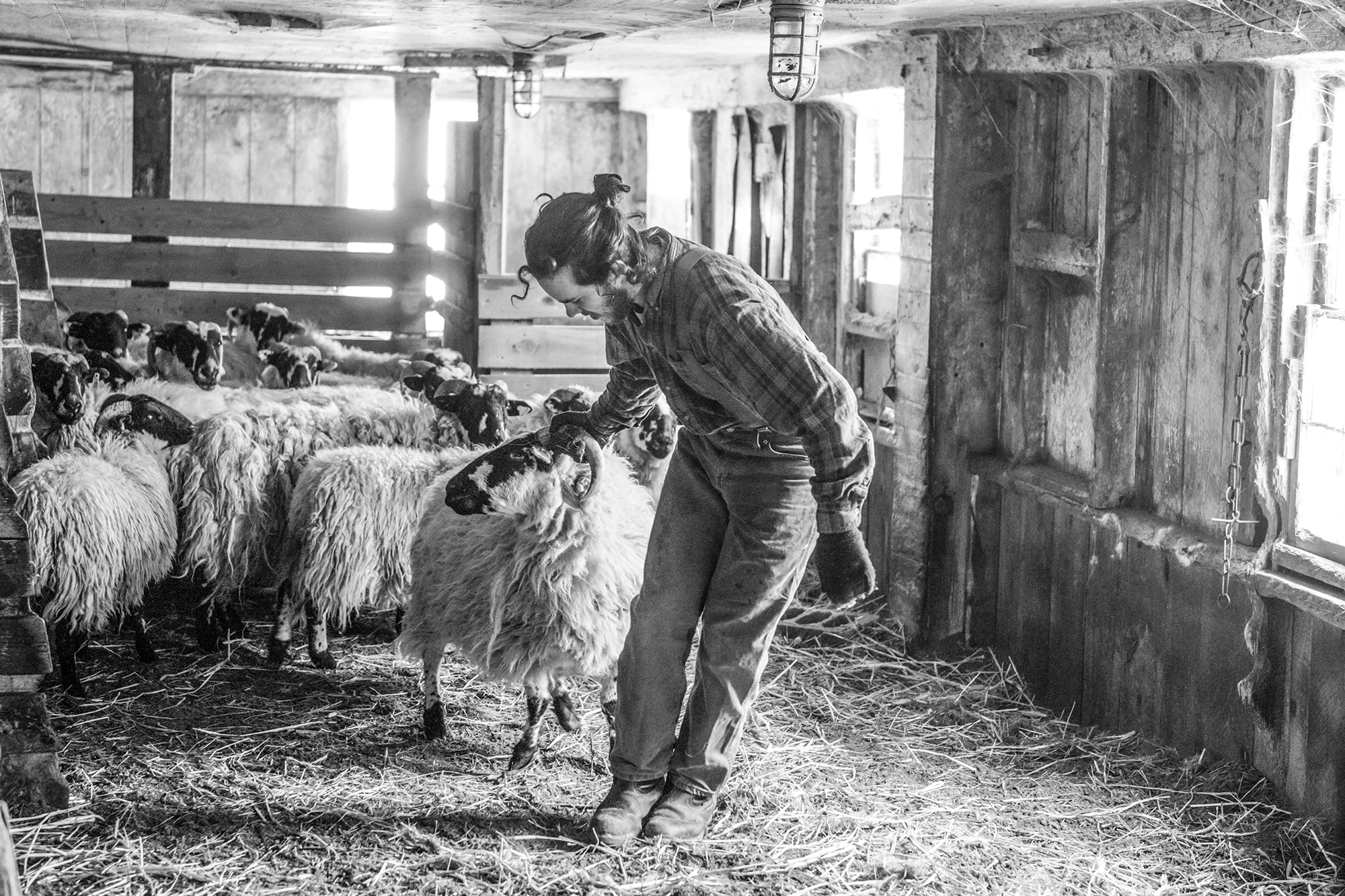 Nina Fuller Sheep