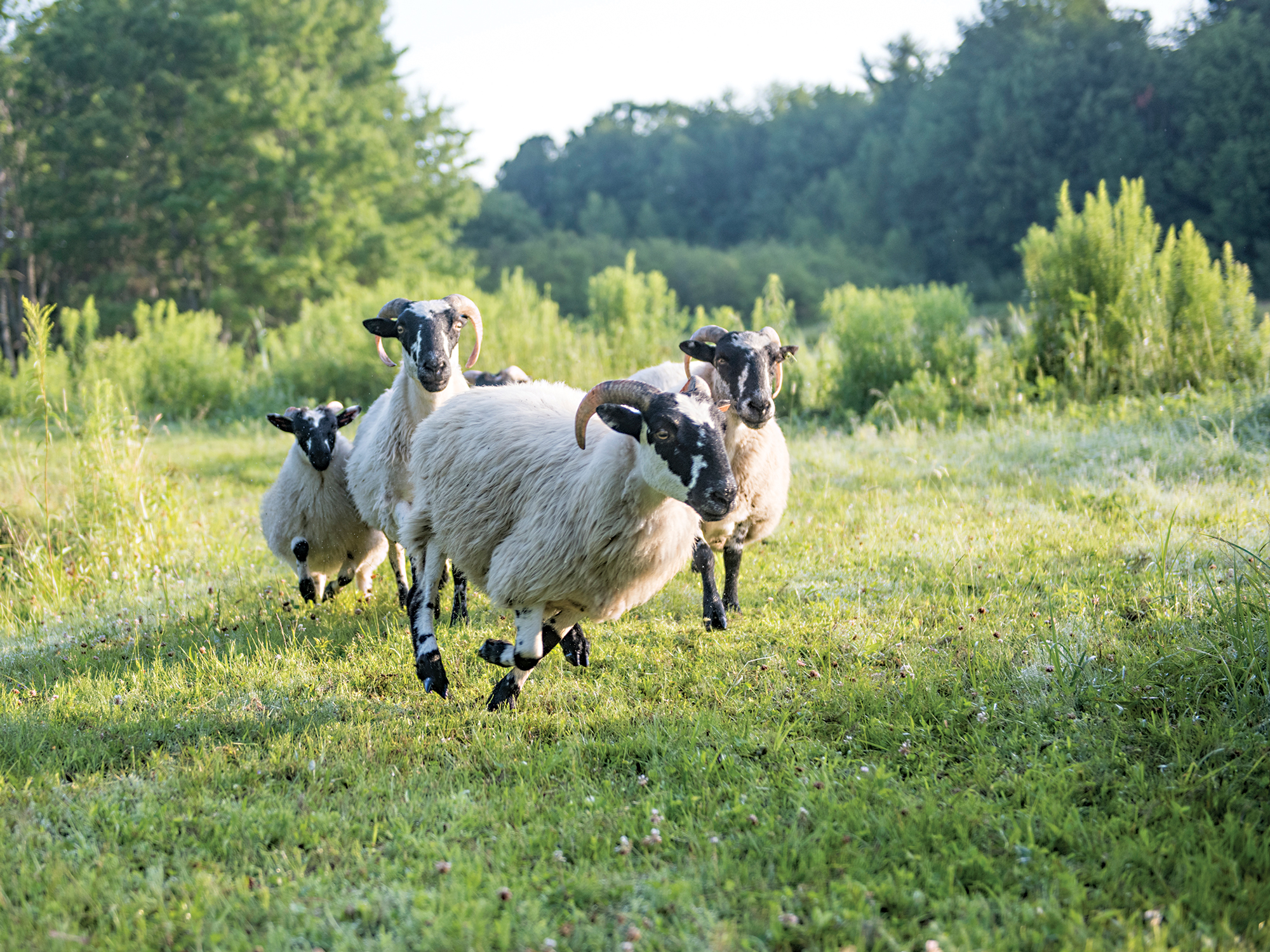 Nina Fuller Sheep