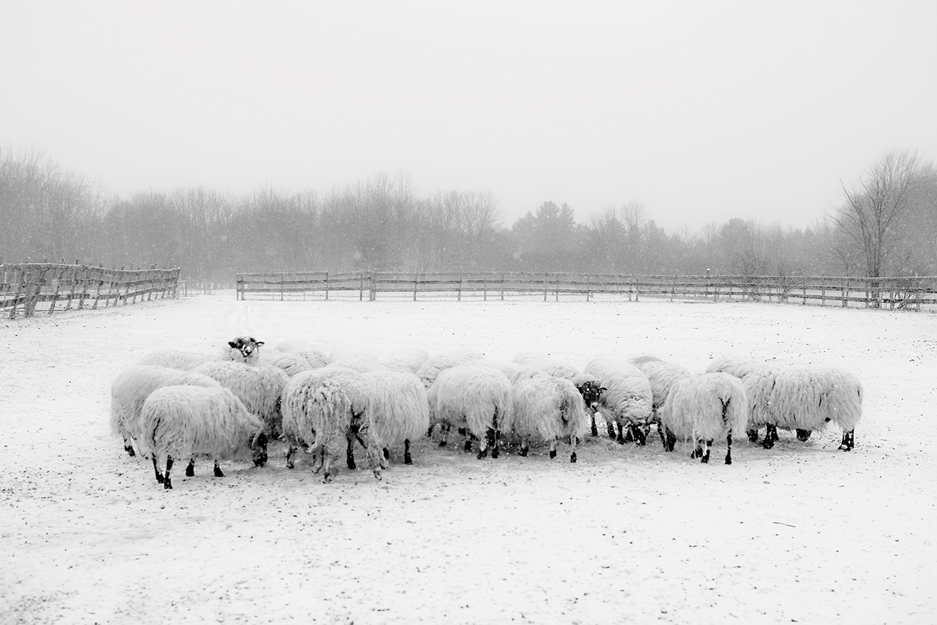 Nina Fuller Sheep