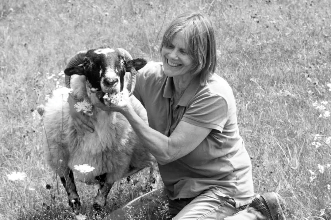 Nina Fuller Sheep