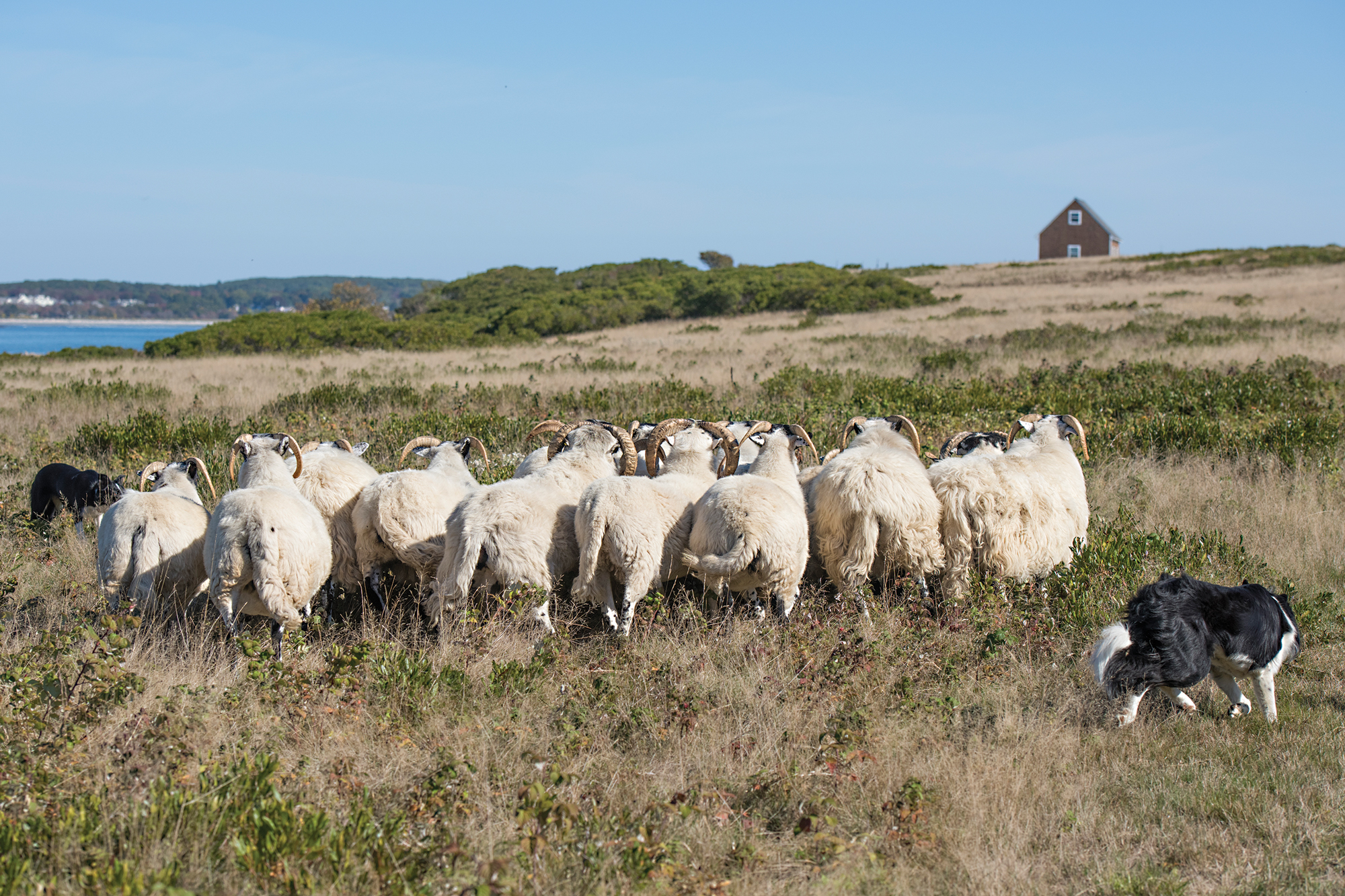 Nina Fuller Sheep