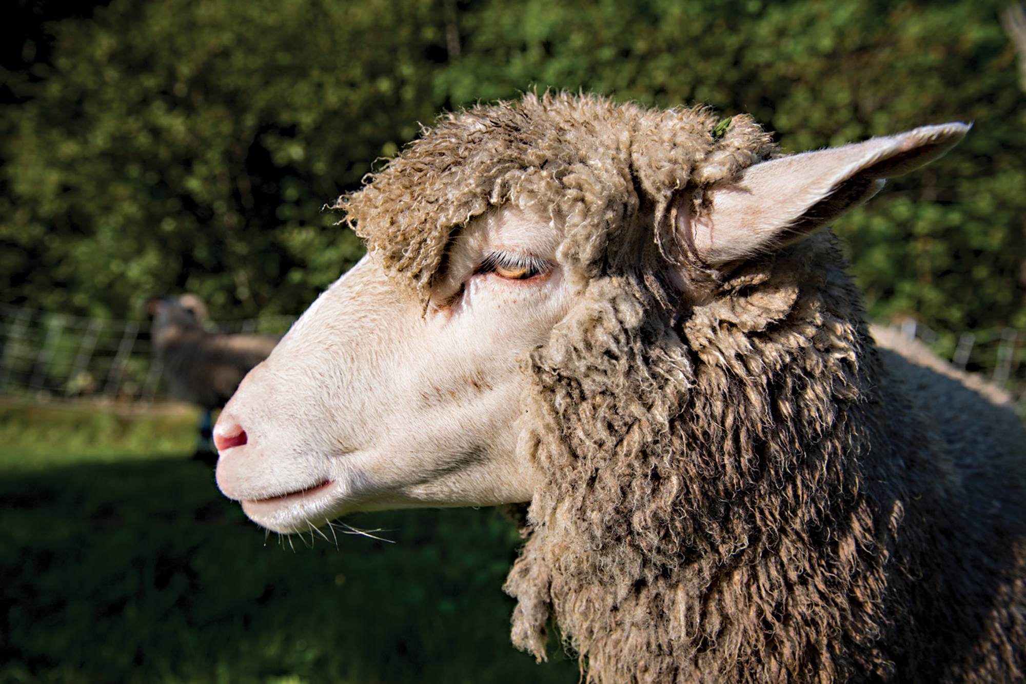 Nina Fuller Sheep
