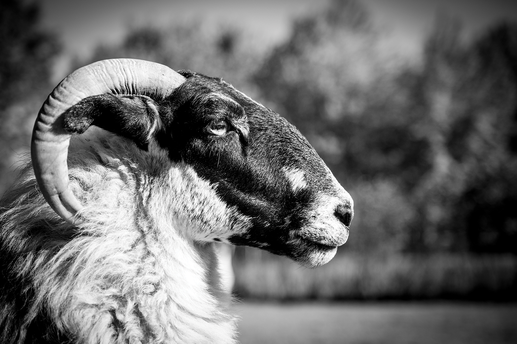 Nina Fuller Sheep