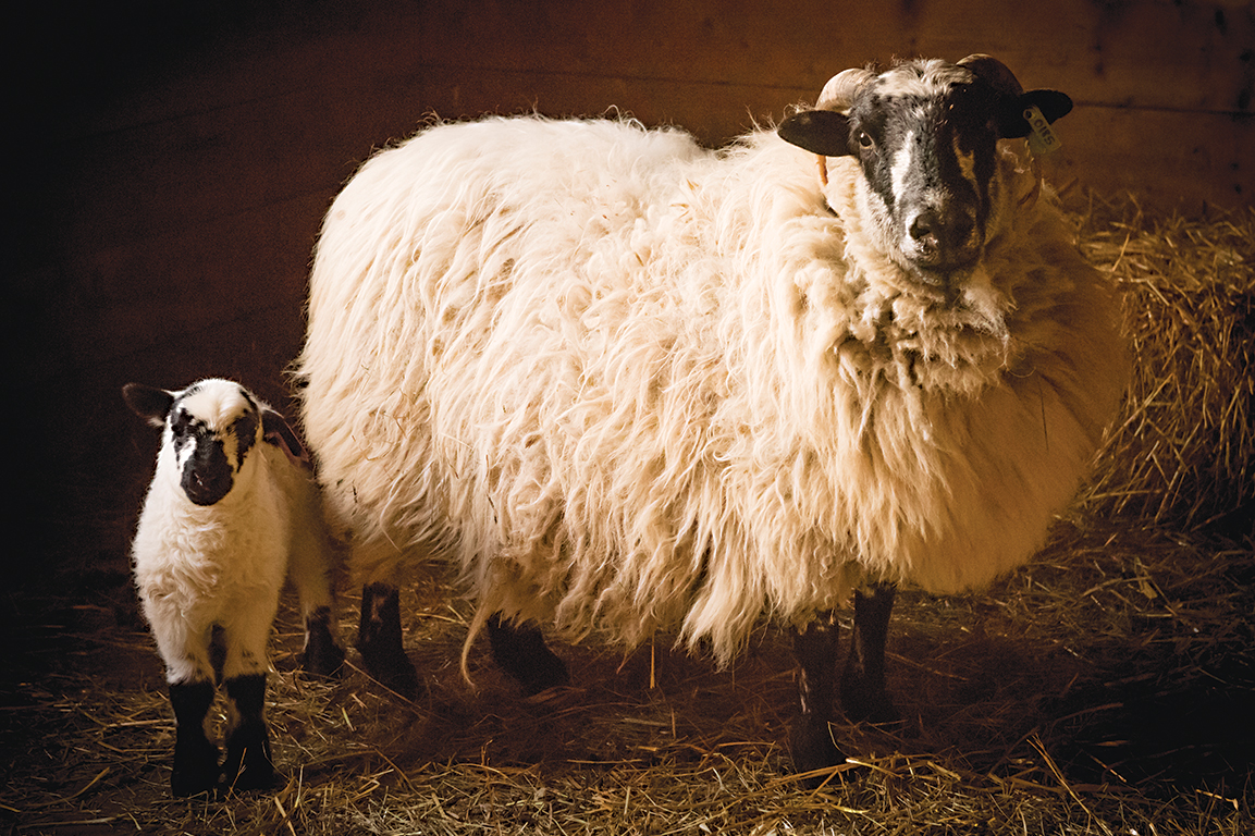 Nina Fuller Sheep