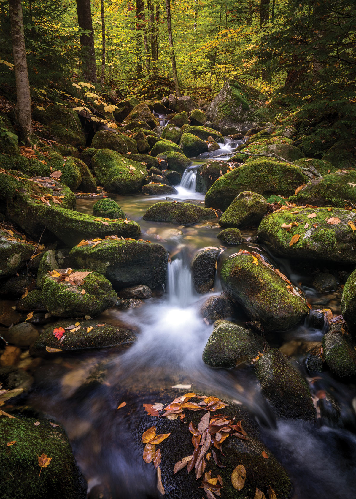 A tumbling stream in Grafton Notch State Park