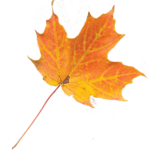 Leaf