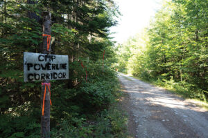 Flagging on a logging road