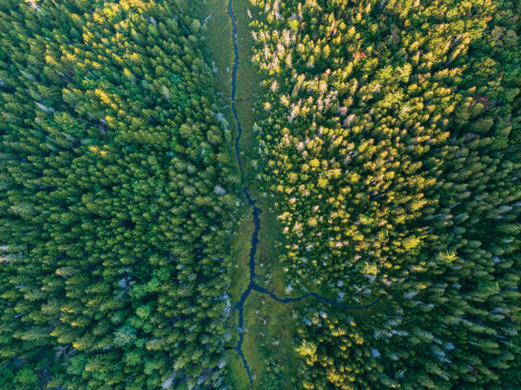 Tributary of Gold Brook