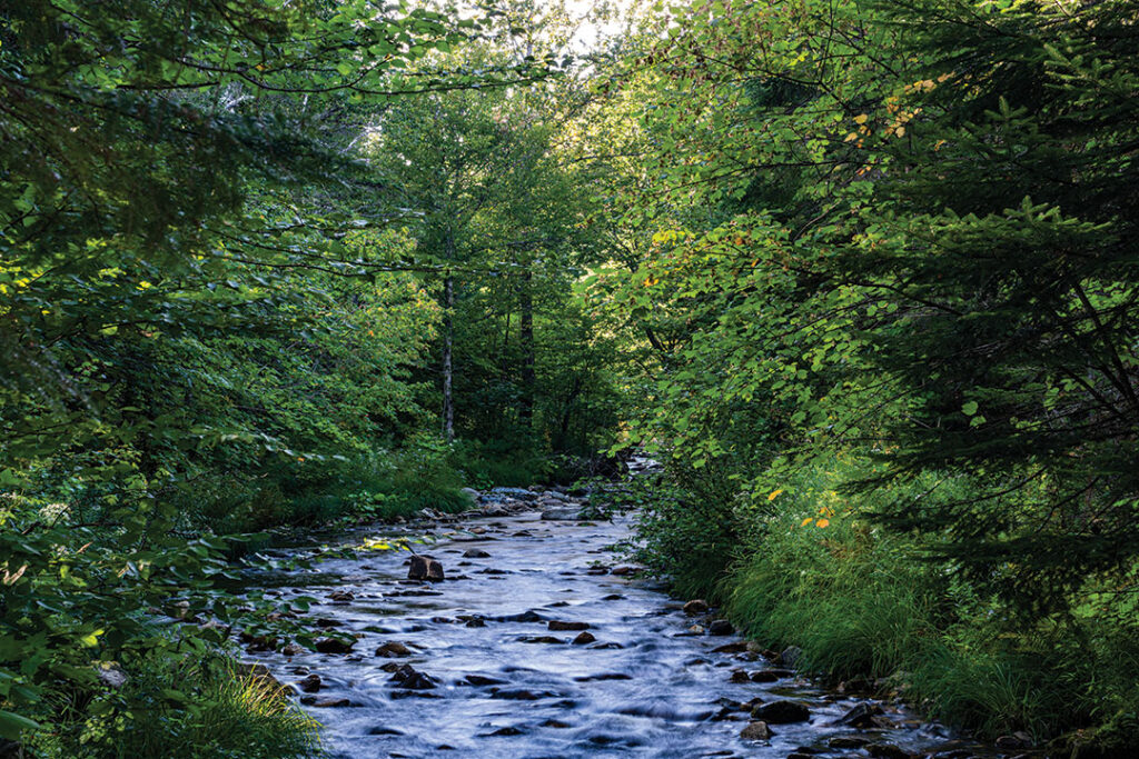 South Branch Moose River