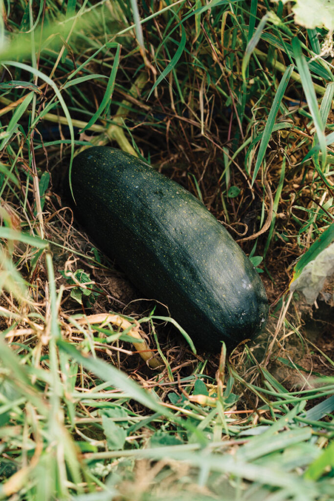 Snakeroot Organic Farm