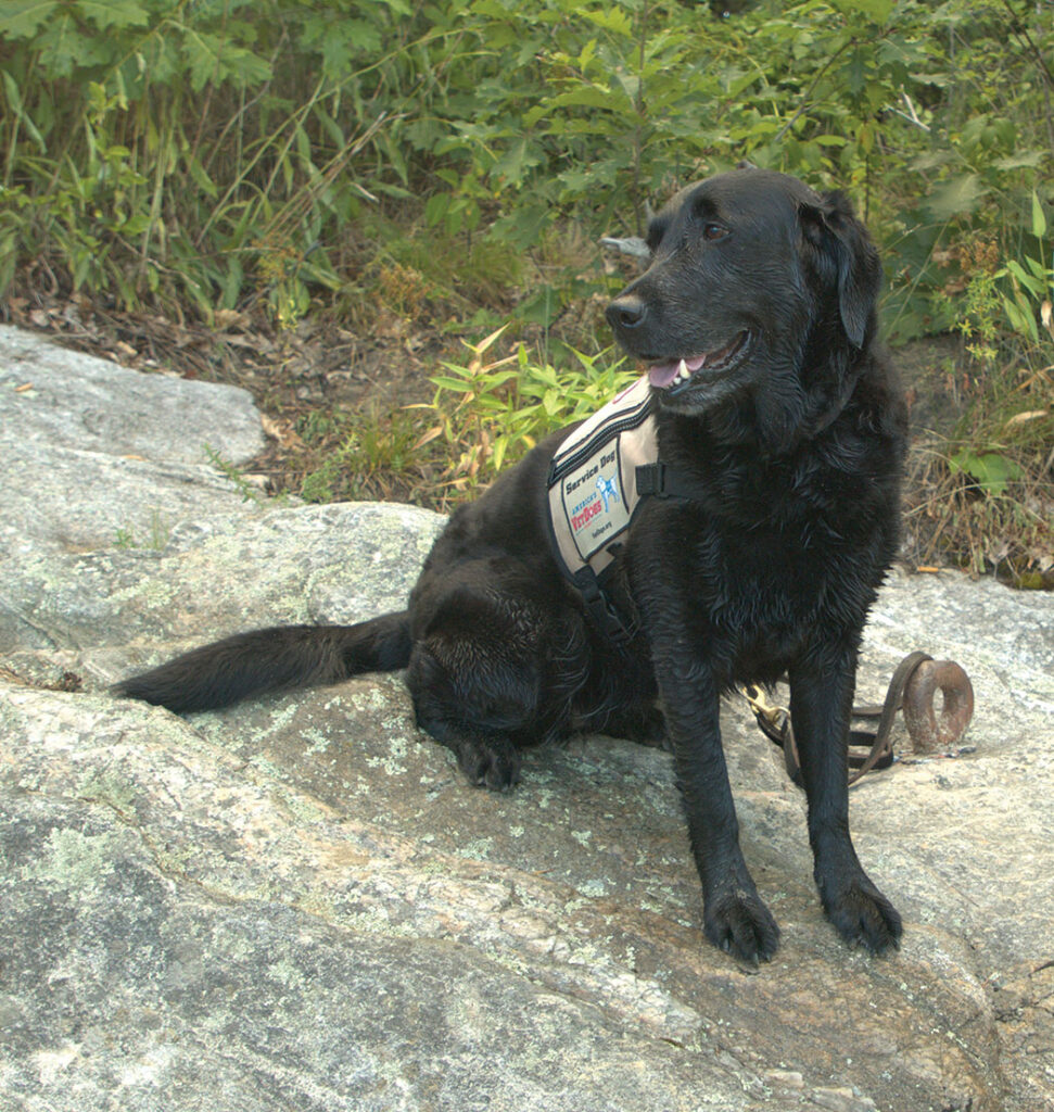 Aura, a Golden retriever–Lab mix