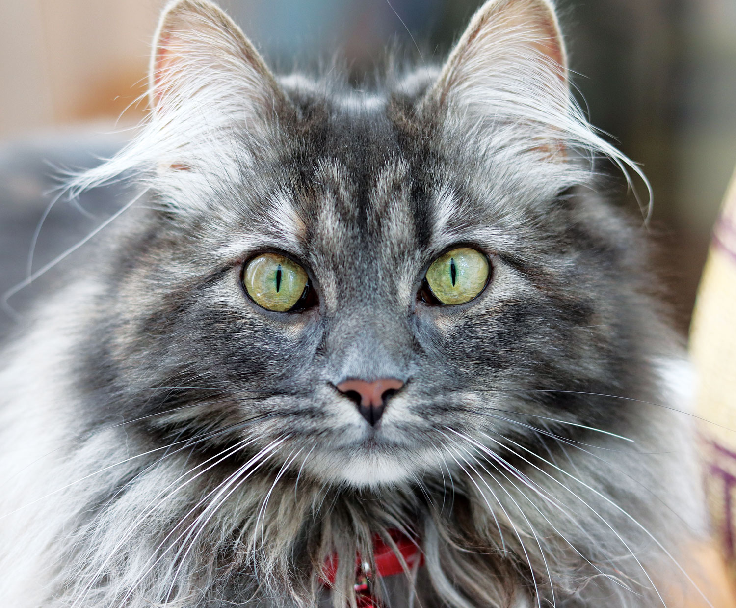 Maine Coon Cats Gentle Giants Down East Magazine