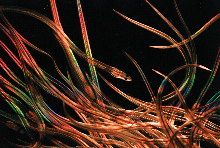 The Incredible Edible Eel - Down East Magazine