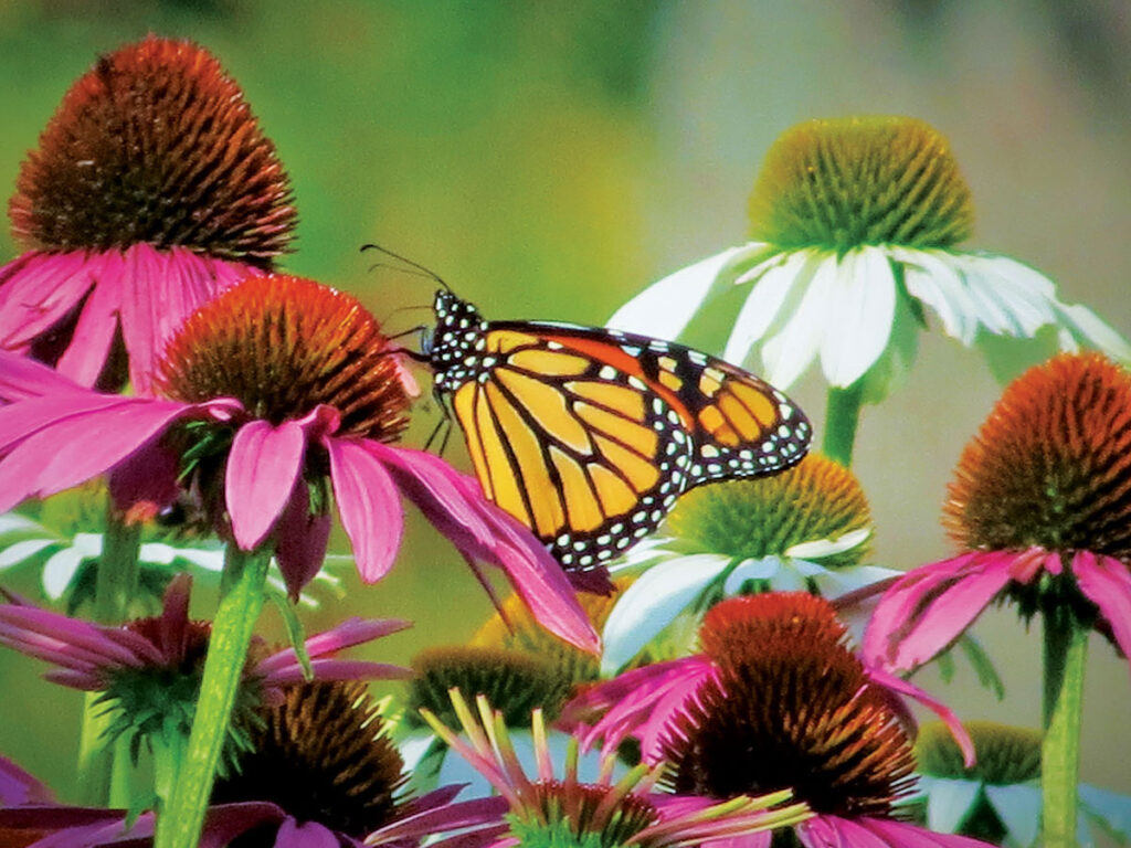 Maine Garden
