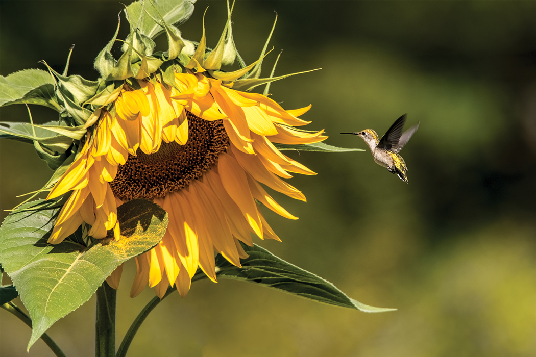 2017 Down East Reader Photo Contest Down East Magazine - 3rd place wildlife