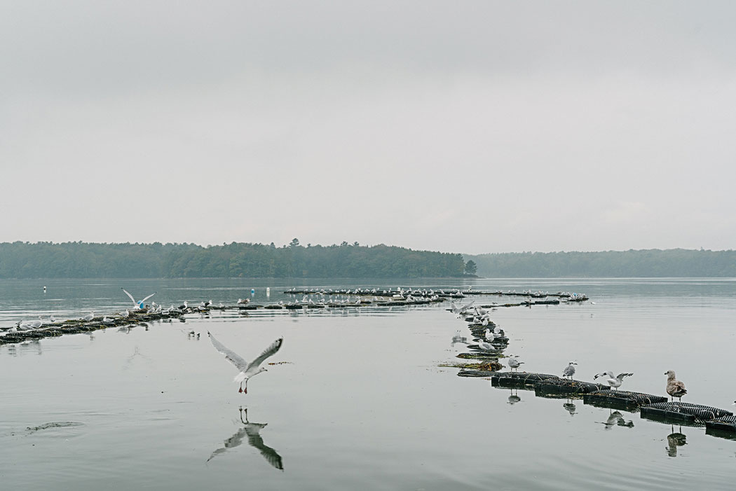 seagulls in water around mesh bags