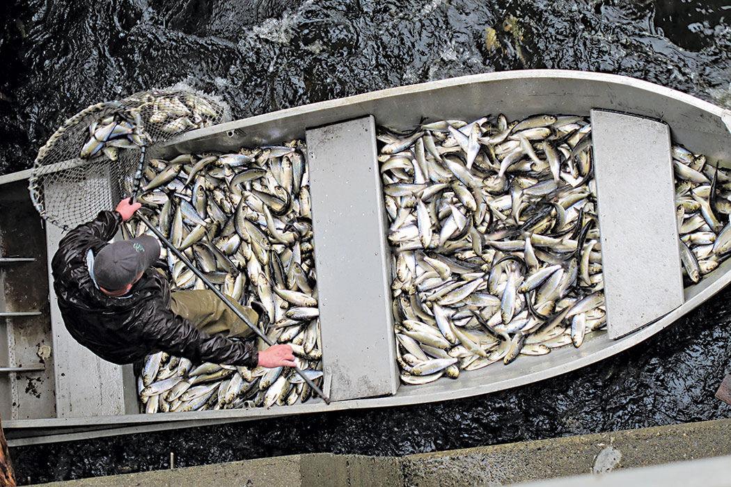 Boat full of fish