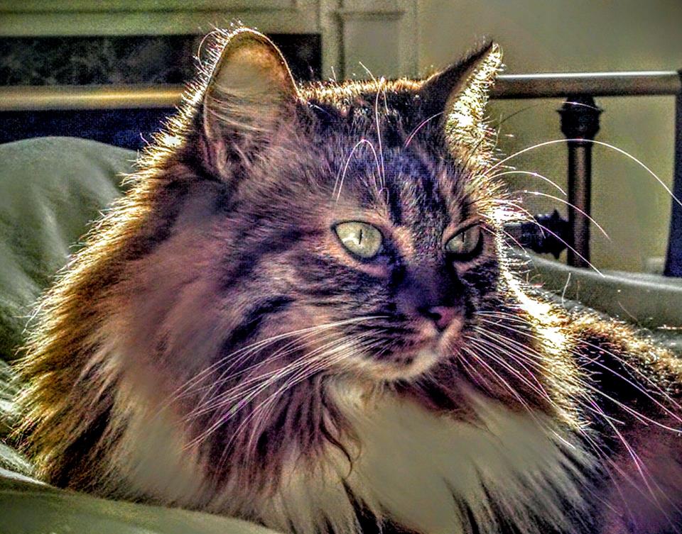 Maine Coon Cat