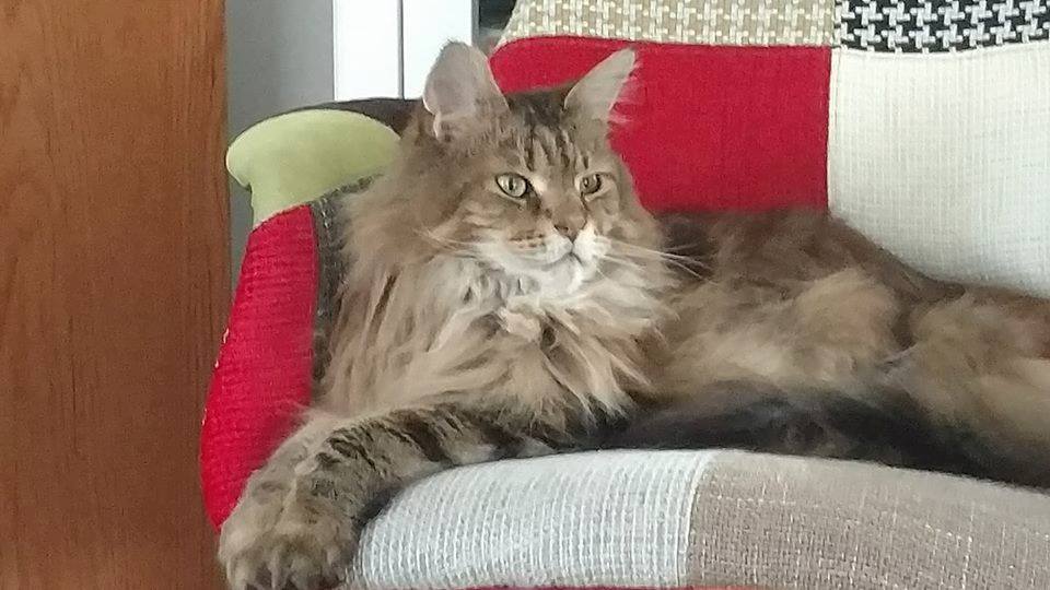 Maine Coon Cat