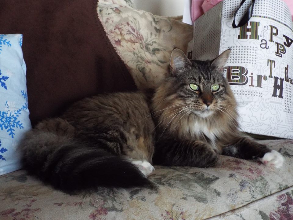 Maine Coon Cat