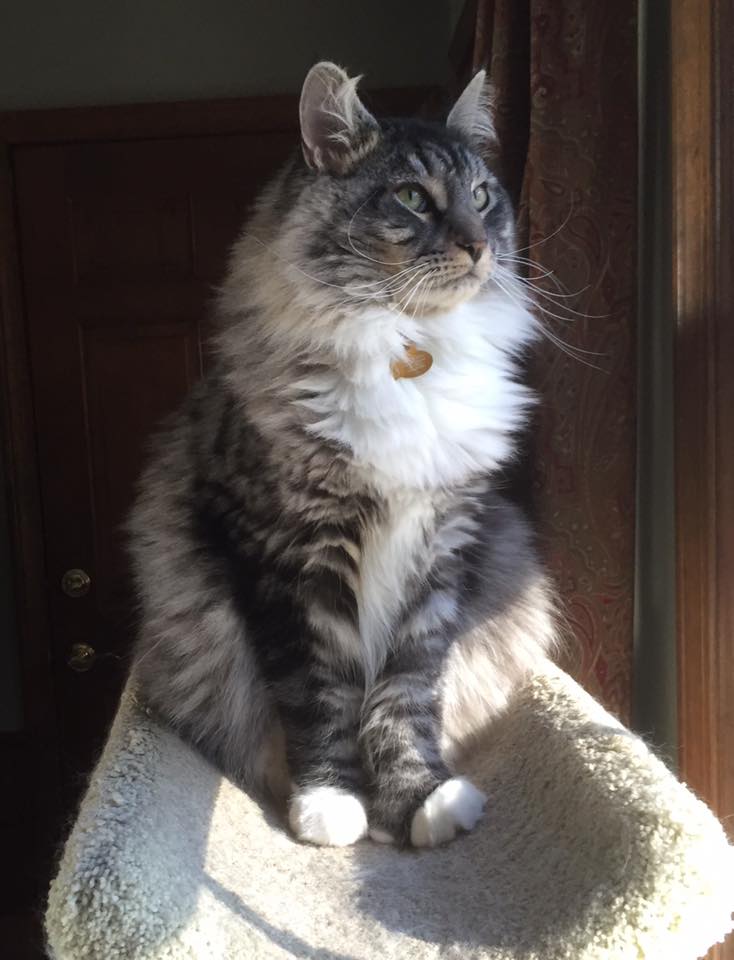 Maine Coon Cat