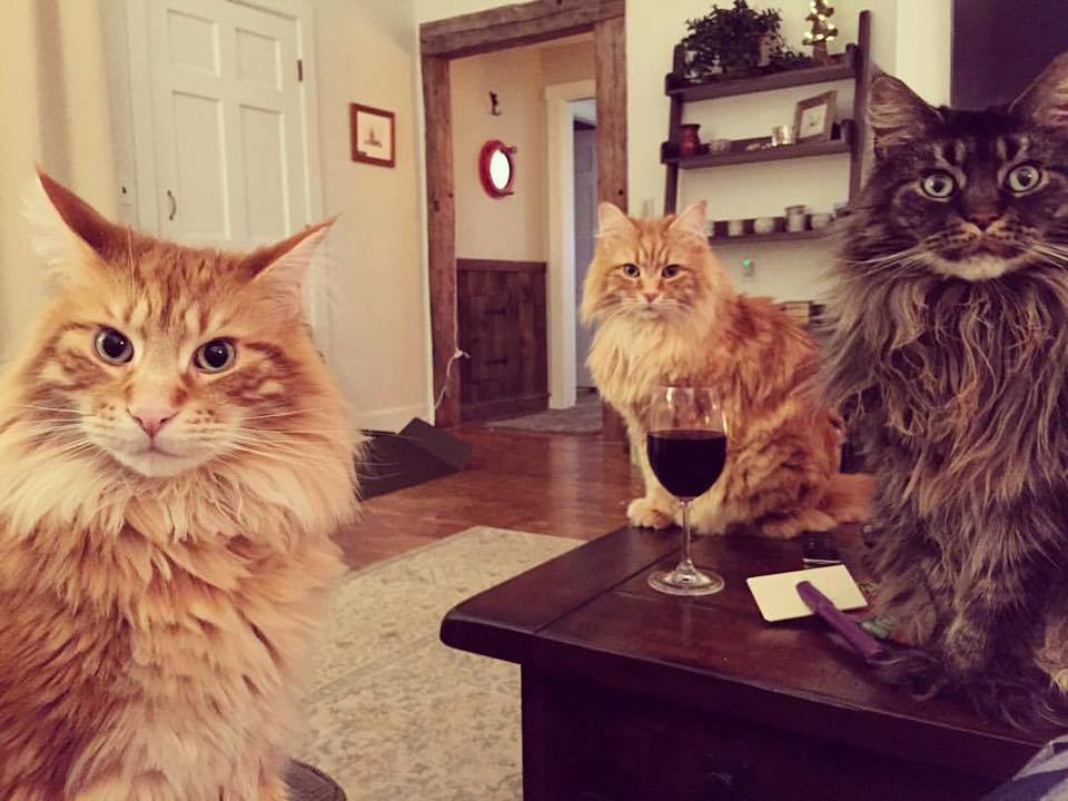 Maine Coon Cats