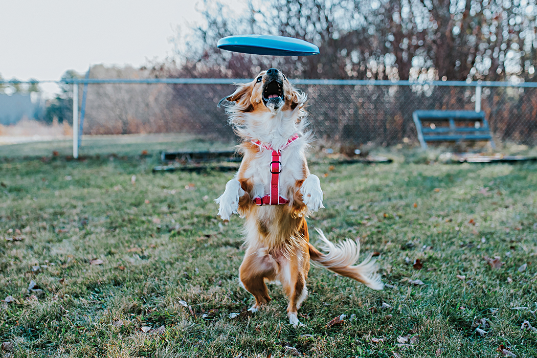 Working Like Dogs
