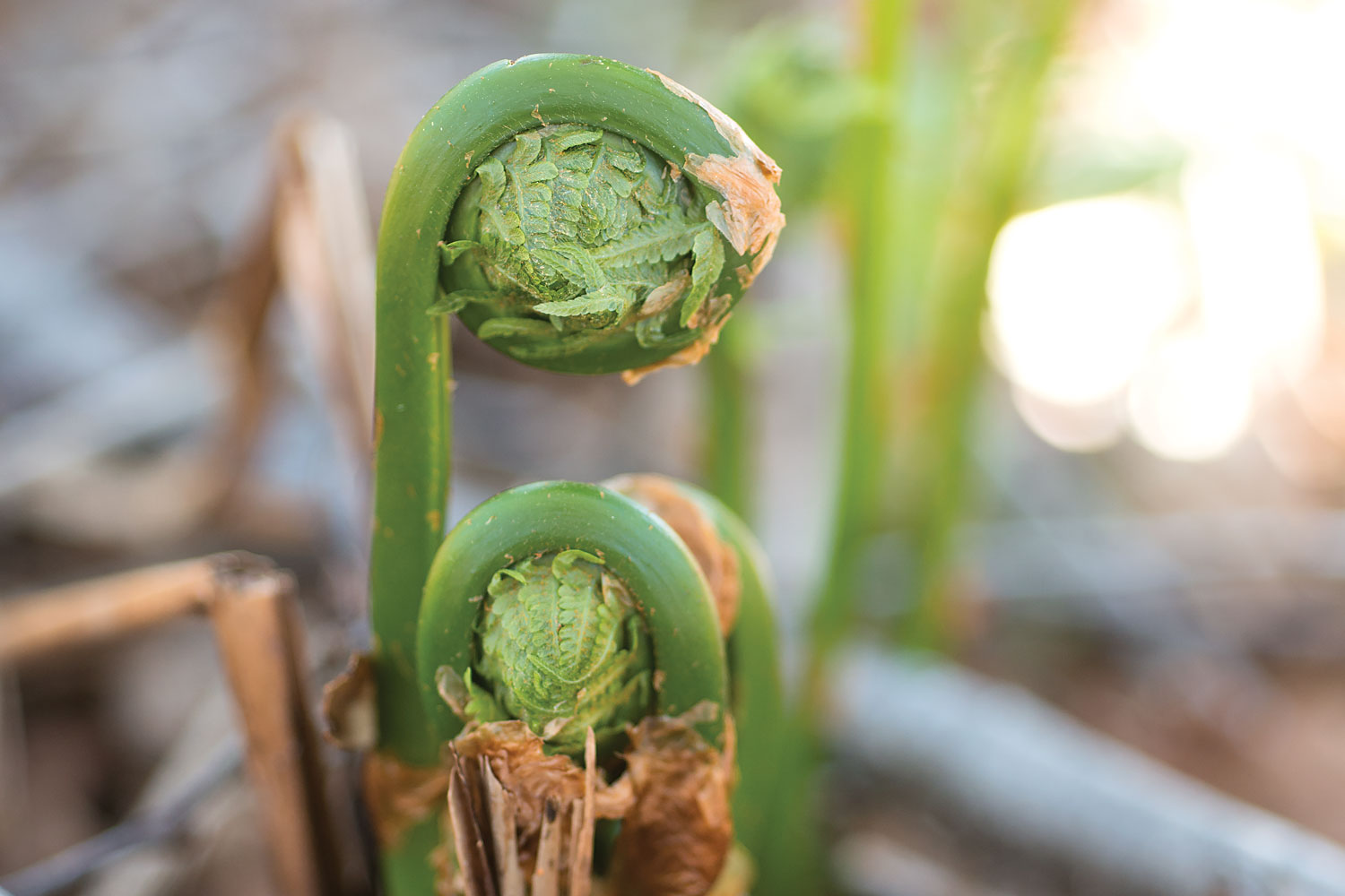 Maine fiddleheads