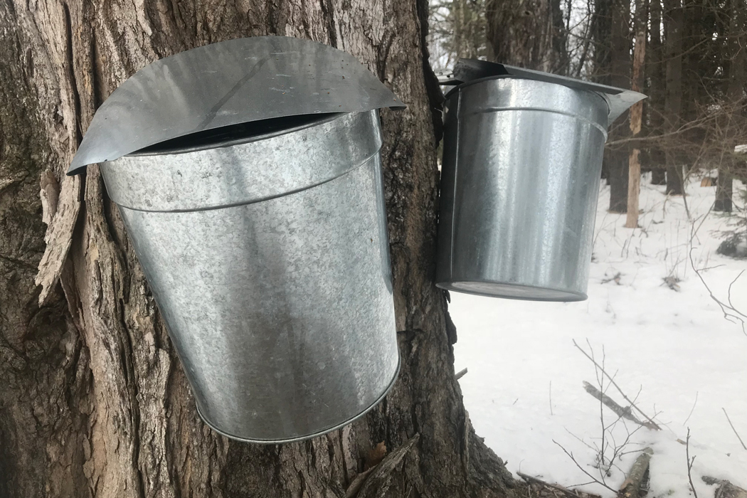 things-to-do-in-maine-maine-maple-sunday-sweet-season