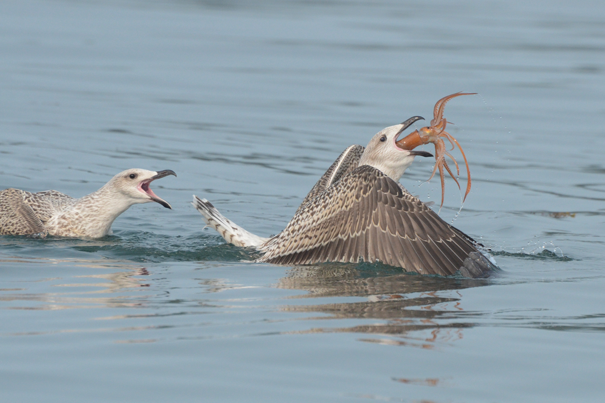 Downeast Magazine Photo Contest 2025 - Daffy Drucill