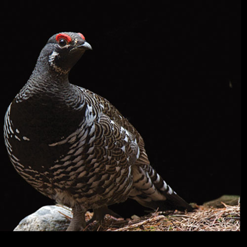 Spruce Grouse