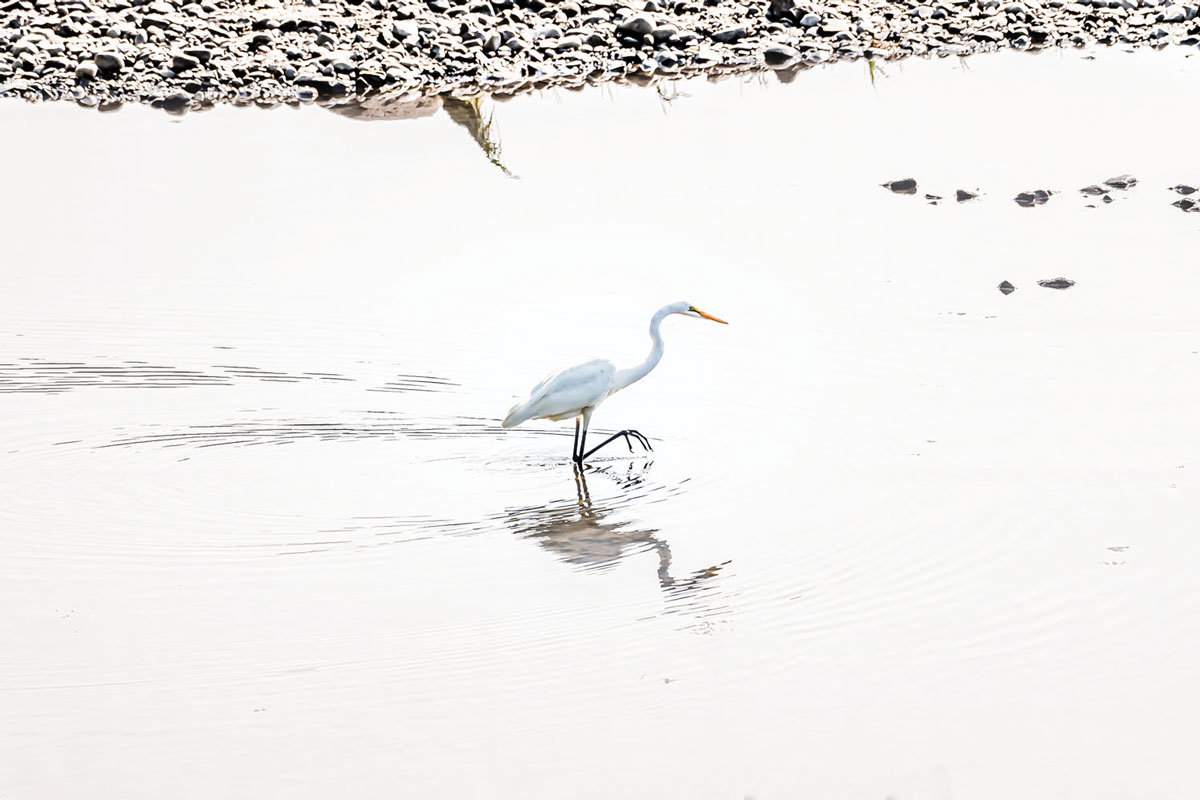 Kennebec River, Augusta; Nikon D7500, 200–500mm