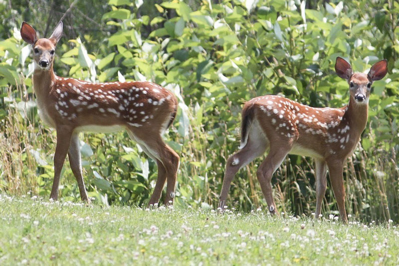 Deer