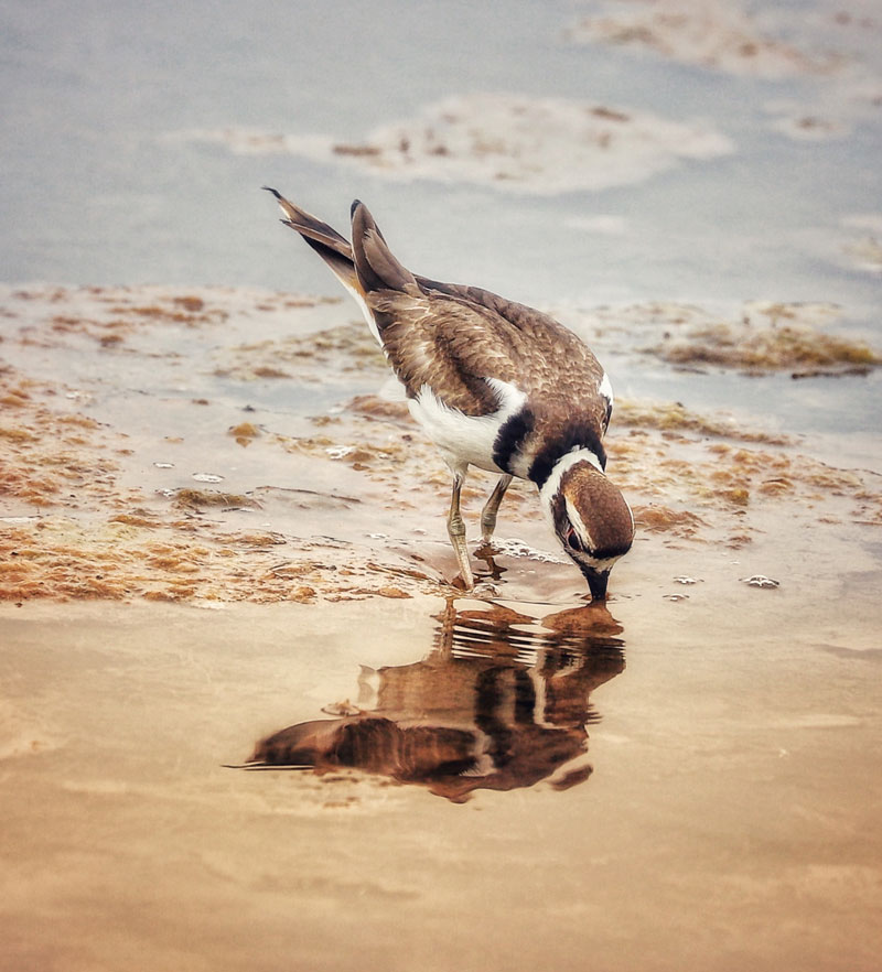 Killdeer
