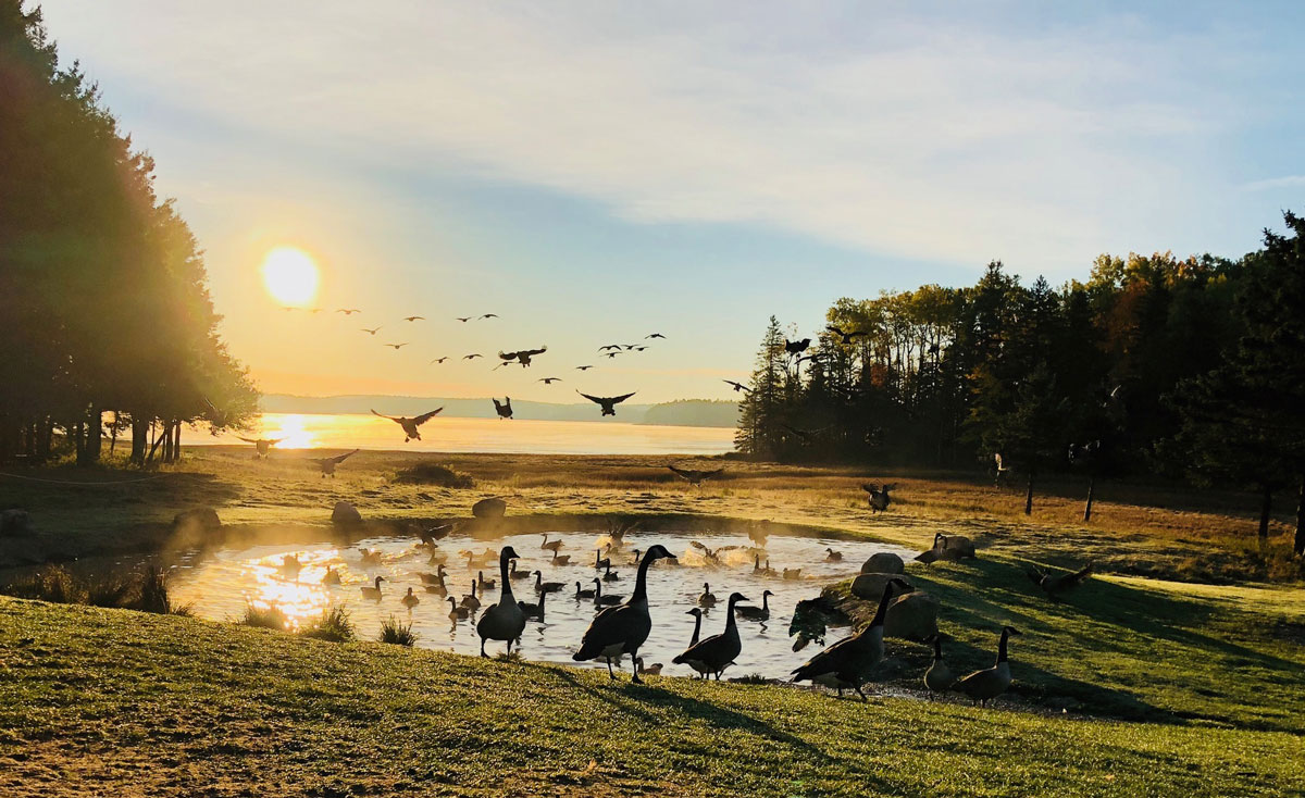 Back Bay, Milbridge; iPhone X