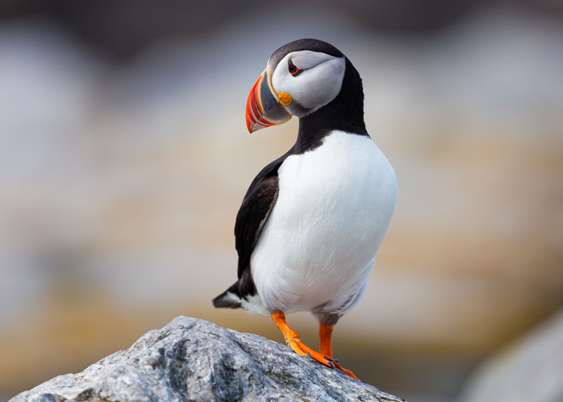 Puffin
