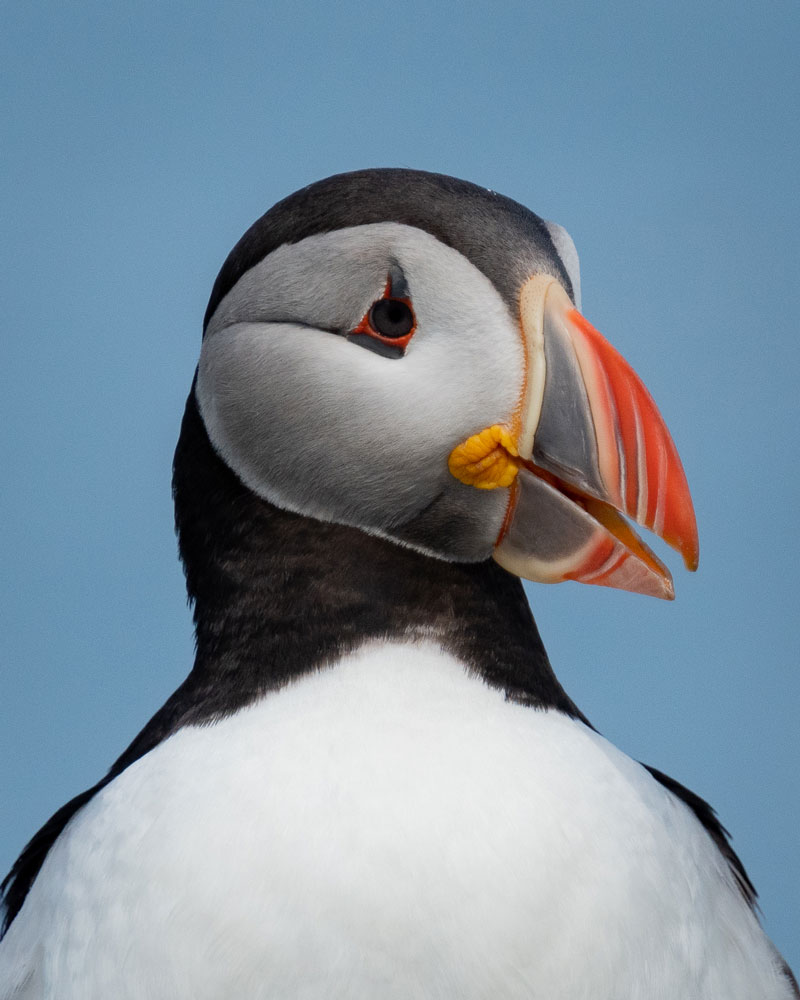 Puffin