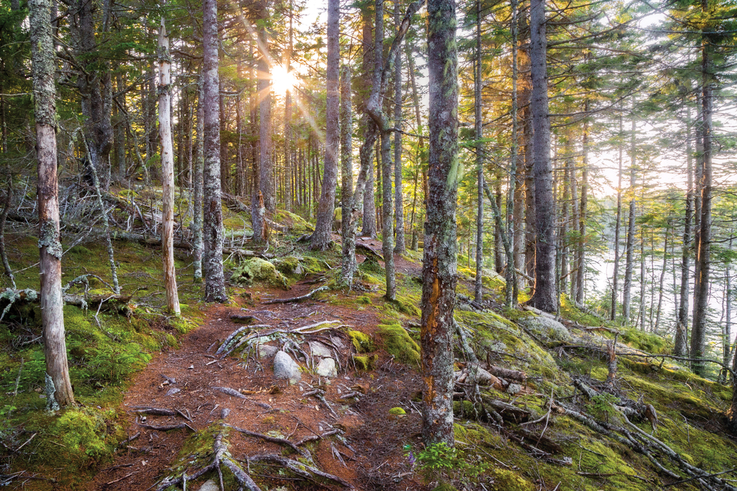 Great Wass Island Preserve, Where in Maine April 2020